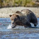 Grizzly beer  von Menno Schaefer Miniaturansicht