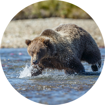 Grizzly beer  van Menno Schaefer