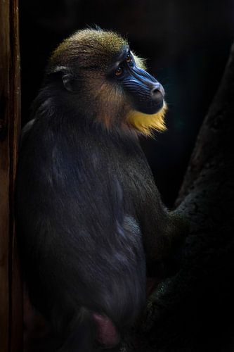 A beautiful madril baboon with bright yellow hair and blue nose on a dark background. the animal is 