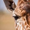 detail van een giraffe oog en half gezicht van Margriet Hulsker