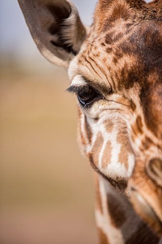 detail van een giraffe oog en half gezicht