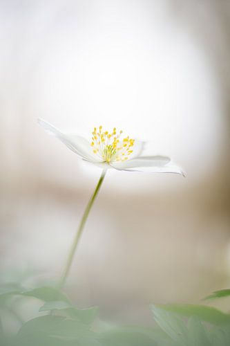 Die Buschwindröschen, das große Frühlingsgeschenk. (2)