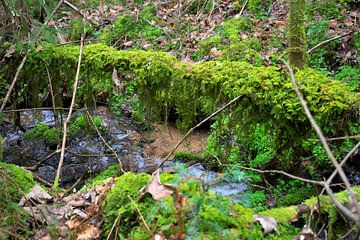 Wildnis pur! von Daniel Dorst