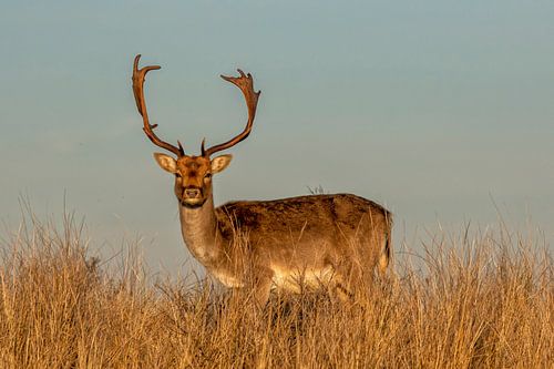 Damhert in de duinen