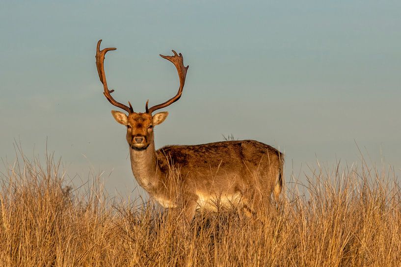 Damhirsche in den Dünen von Cor de Bruijn Photography