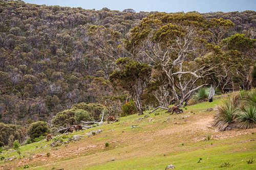 Kangaroos in Australia
