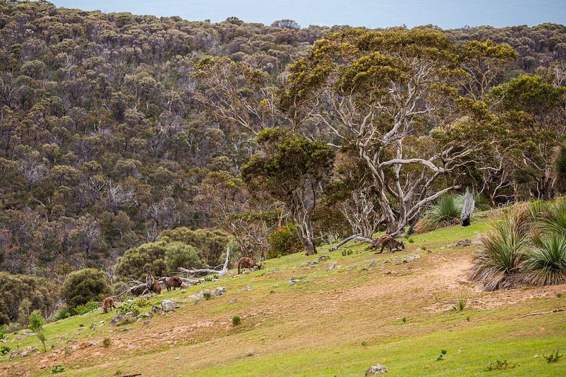 Kangaroos in Australia by Thomas van der Willik
