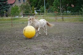 Shetland pony Fredo playing with rubber ball