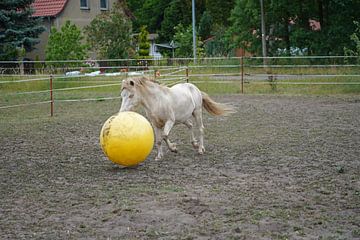 Shetland pony Fredo speelt met de rubberen bal