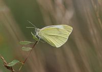 Large cabbage white butterfly