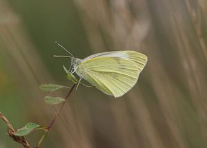 Großer Kohlweißling