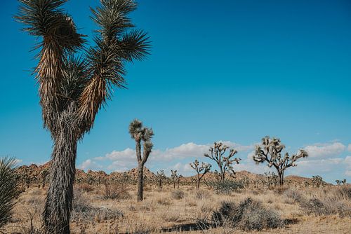 Uitgestrekt Joshua Tree National Park