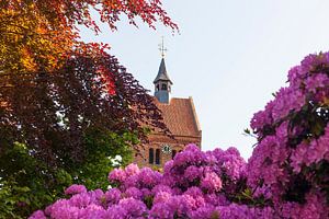 Johanneskirche mit Rhododendronblüte, Bad Zwischenahn