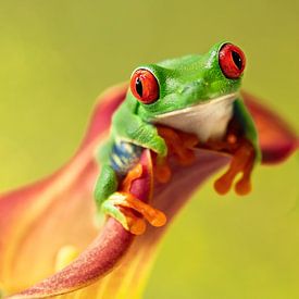 Red-eyed lemur frog by Danielle van Doorn