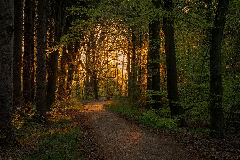Golden light in the Bergherbos. by René Jonkhout