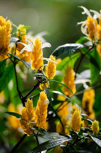 Bloemenpracht: Gouden bloemen zonnestralen