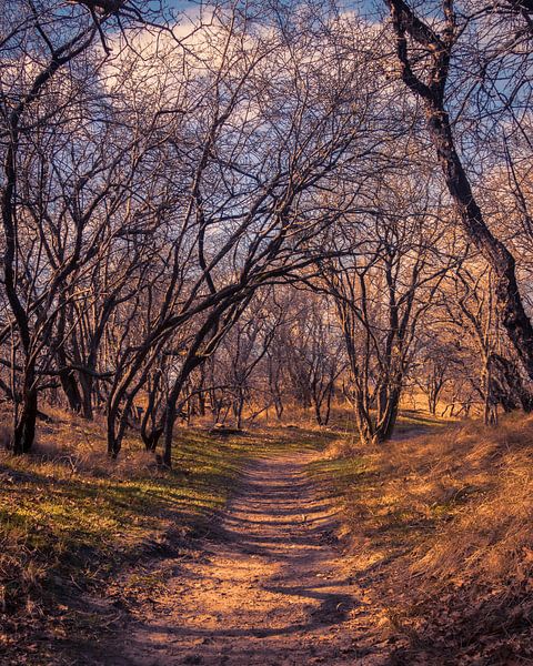 Hiking trail among the trees by Pensierino by Barbara