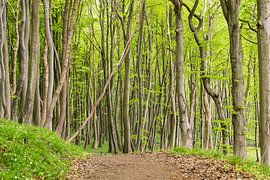 Coastal forest on the island Ruegen by Rico Ködder