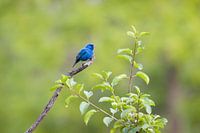 Bruant indigo