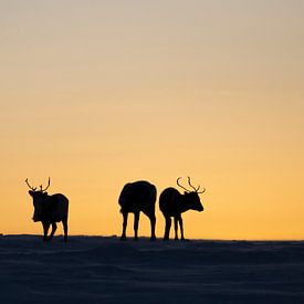 Kudde rendieren zonsondergang van Milou Hinssen