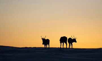 Rentierherde bei Sonnenuntergang von Milou Hinssen