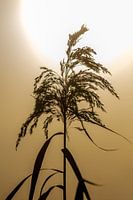 Sepiakleurige enkelvoudige rieten bloesem bij zonsondergang tegen het licht.