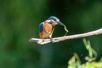 martin-pêcheur sur Marjon Tigchelaar