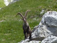 steenbok