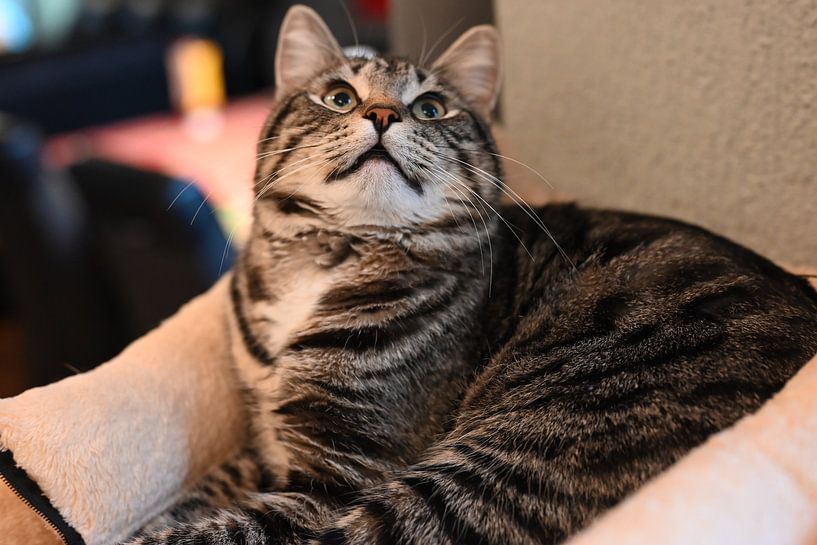 Grau gestreifte Katze auf Kratzbaum im Haus liegend von JGL Market