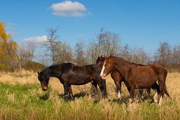 Paarden in het Weiland