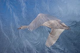 Swan in flight by Mieke Geurts-Korsten