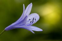 Agapanthus