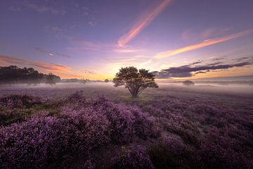 Die violette Landschaft in Het Gooi von Andy Luberti