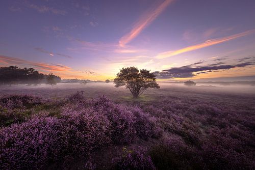 Die violette Landschaft in Het Gooi