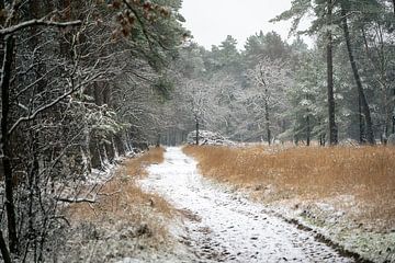 Sneeuw in het bos op de Veluwezoom van Hans Hebbink