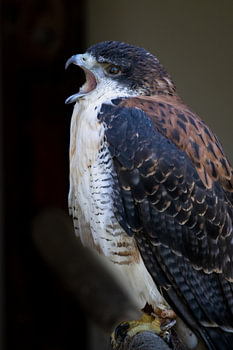 Red-backed buzzard
