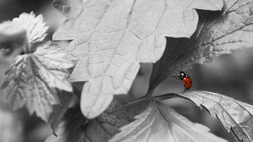 Marienkäfer auf Blatt