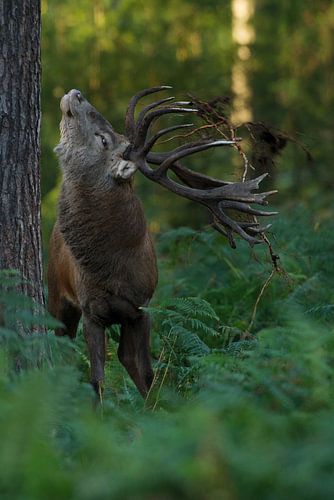 Bronstig Edelhert in boslandschap met varens