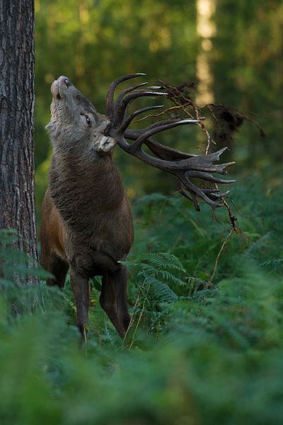 Bronstig Edelhert in boslandschap met varens van Jeroen Stel