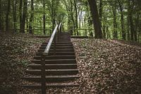 Trap in het bos