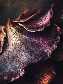 Abstrakte Nahaufnahme Blätter von haroulita