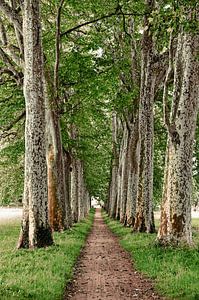 Eine majestätische Allee am Seuil de Naurouze