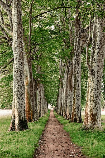 A Majestic Alley at the Seuil de Naurouze by Frank Photos