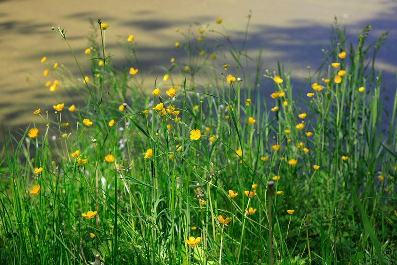 Butterblumen von Thomas Jäger