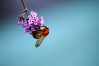 Bienenhaftung auf Eisen hart von Shirley Douwstra Miniaturansicht