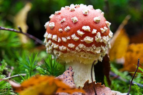 Der eine und einzige Pilz!
