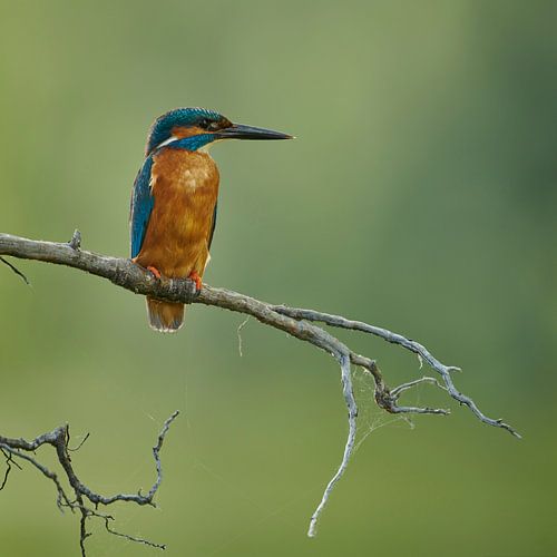 IJsvogel - Rust in een vierkant
