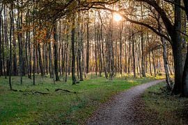 Coucher de soleil sur les jeunes bouleaux et chemin forestier sur Andrea de Jong