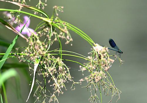 Demoiselle du ruisseau des prés le long de la rivière