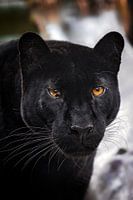 panthère noire
